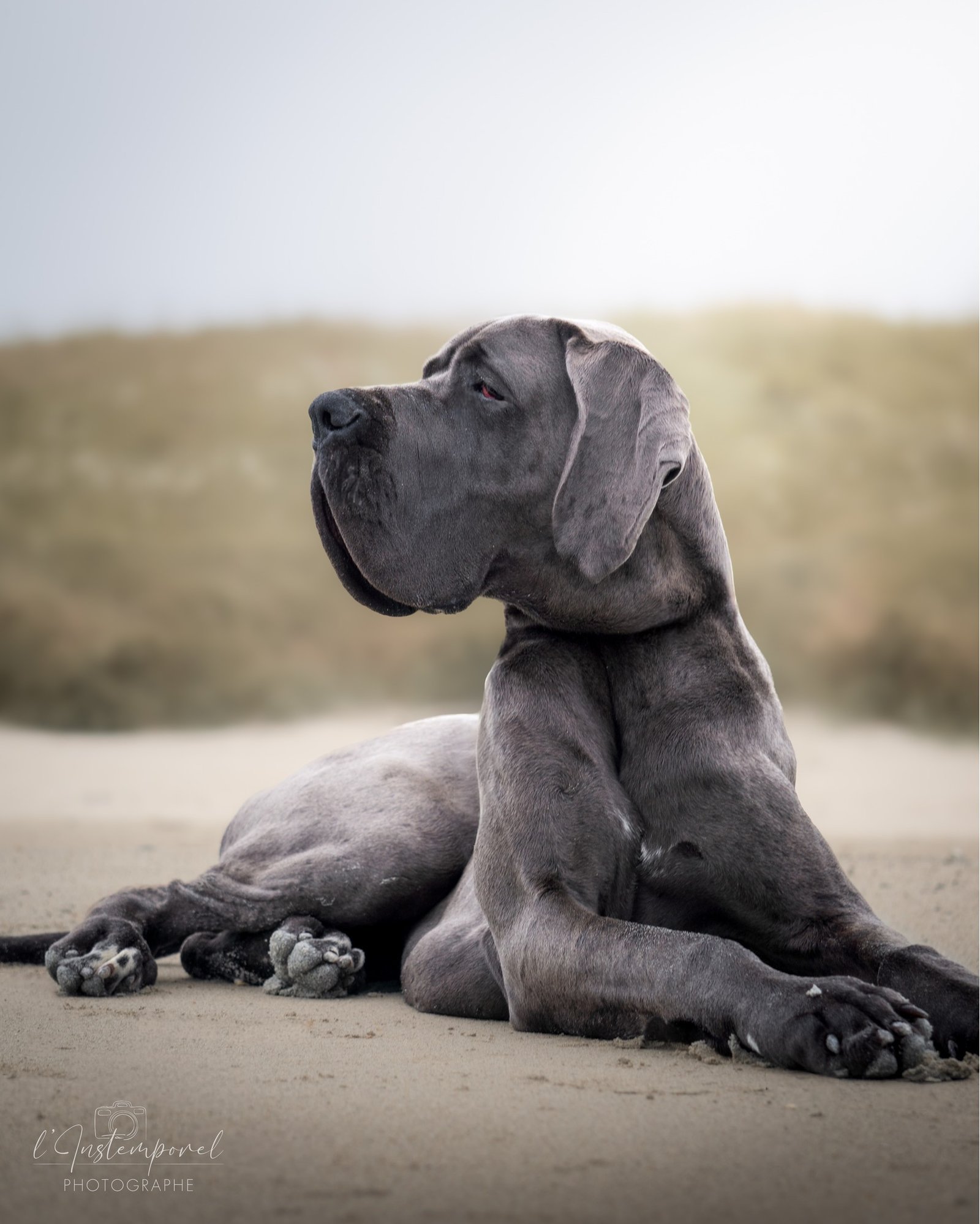 Vitinha ✨
Dogue allemand photographiée au petit matin, dans une atmosphère brumeuse qui souligne sa prestance et sa douceur.
#chien #dogueallemand #photographecanin #photographebreton