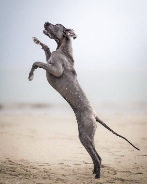 Vitinha : Élégance et force, dans la brume. 🌬️🐾
📍 Photographe animalière, portraits & événementiel dans le Finistère & Côtes d’Armor
🎥 Vidéaste drone
💌 Pour capturer vos plus beaux instants
💬 N’hésitez pas à me donner votre avis en commentaire
#chien #dogueallemand #photoshoot #photographecanin