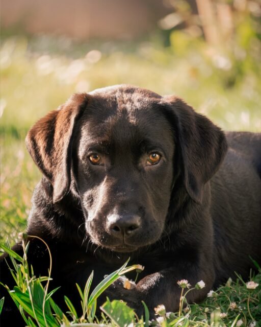 Quelle est votre préférence ? 1,2 ou 3 ? 🐾📸
📍 Photographe animalière, portraits en Bretagne
🎥 Vidéaste drone
💌 Pour capturer vos plus beaux instants
💬 N’hésitez pas à me donner votre avis en commentaire
#chien #photographie #labrador #fblifestyle