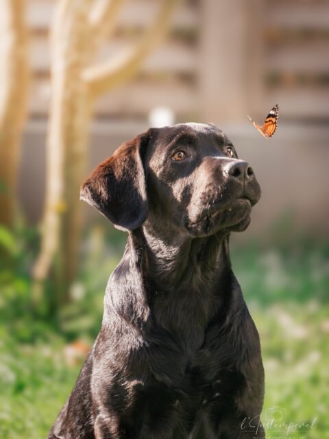 Je vous présente Aslan un jeune labrador que j’ai eu la chance de photographié il y a quelques mois ! ✨🐾
#labrador #photographecanin #bretagne #chien