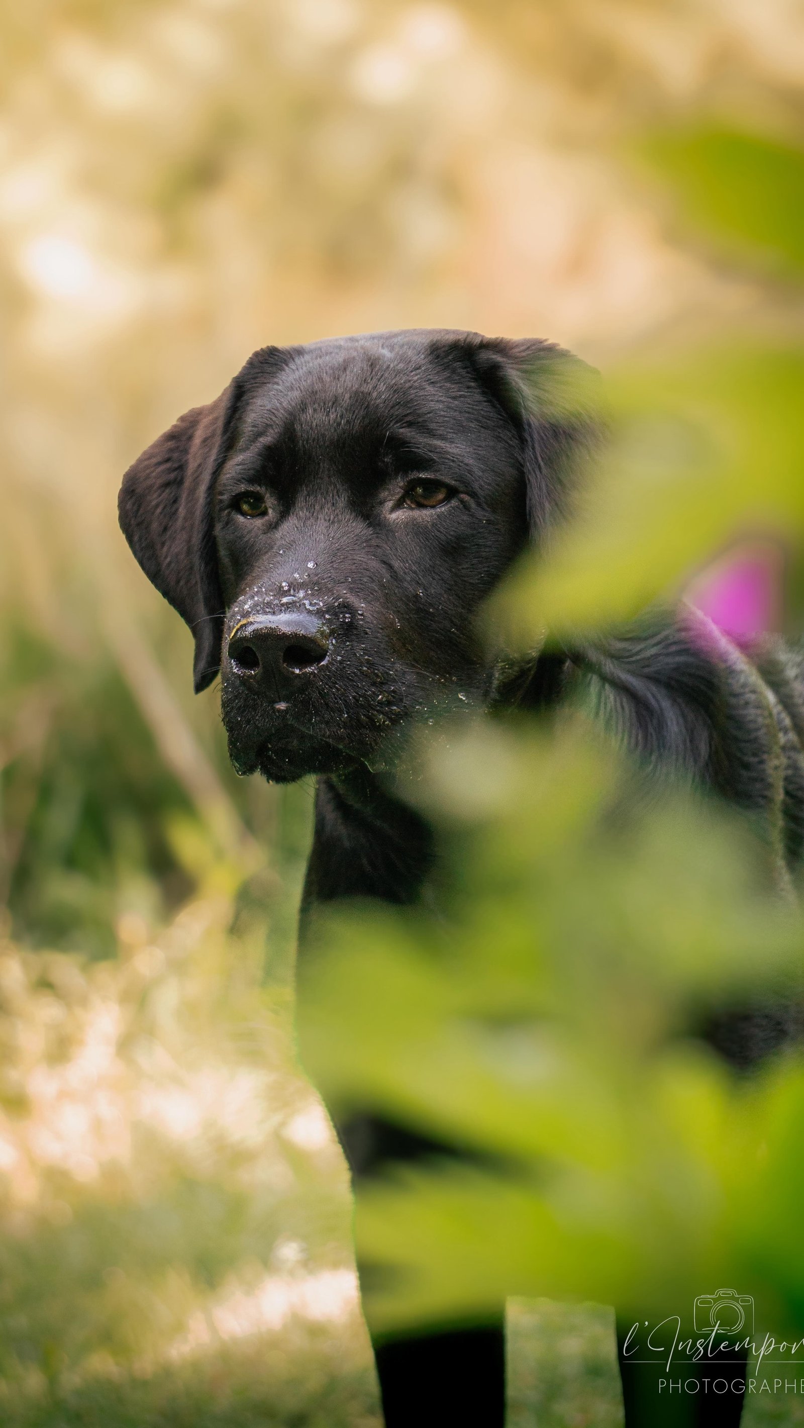 Alors quel est ton choix ? 1 ou 2 ? 📸🐾
📍Photographe animalière, portraits en Bretagne
🎥 Vidéaste drone
💌 Pour capturer vos plus beaux instants
💬 N’hésitez pas à me donner votre avis en commentaire
#photographe #chien #bretagne #labrador
