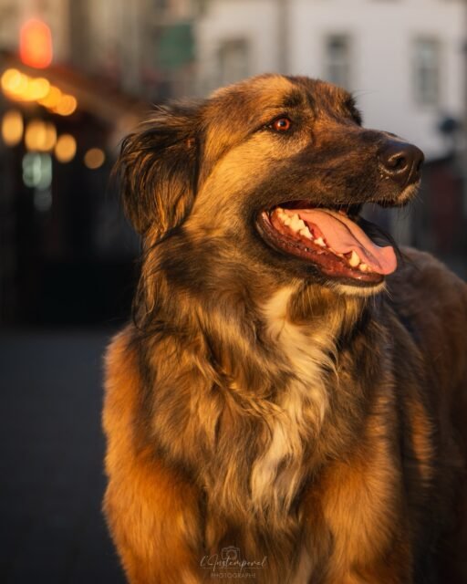 🐻 Je vous présente Titan, un vrai gros nounours.
On a testé ensemble une partie de séance urbaine… et voici le résultat 📸
👉 Dites-moi ce que vous en pensez en commentaire !
#chien #bretagne #photographecanin #photoshoot
