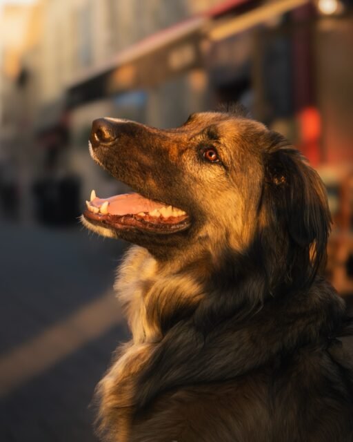 Vous êtes plutôt couleur ou noir et blanc ? 📸
Réponse au réel : Titan est un croisé border colie x malinois ✨🐶
#chien #cotesdarmor #photographebretonne #photographecanin