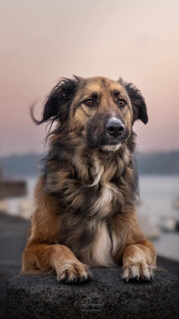 Alors quel est votre pronostique ? 🐶
Donnez moi votre avis sur les photos en commentaire ⬇️ 📸
#chien #photographe #bretagne #photographecanin